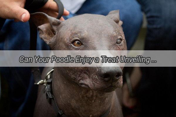 Can Your Poodle Enjoy a Treat Unveiling the Truth About Poodle Diet Delights